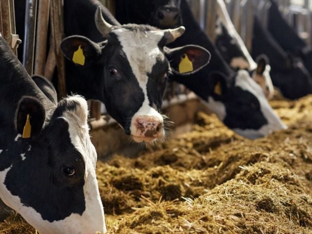 Cattle feeding