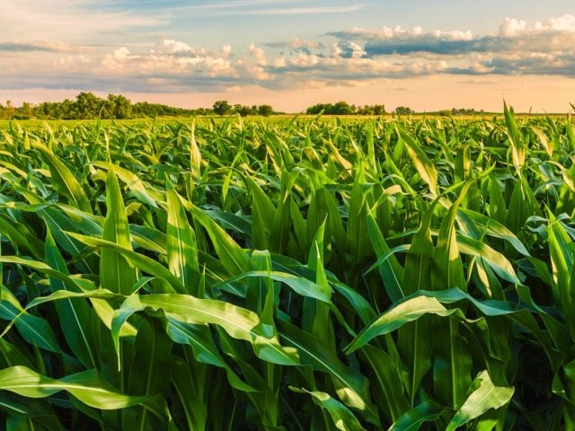 Corn field